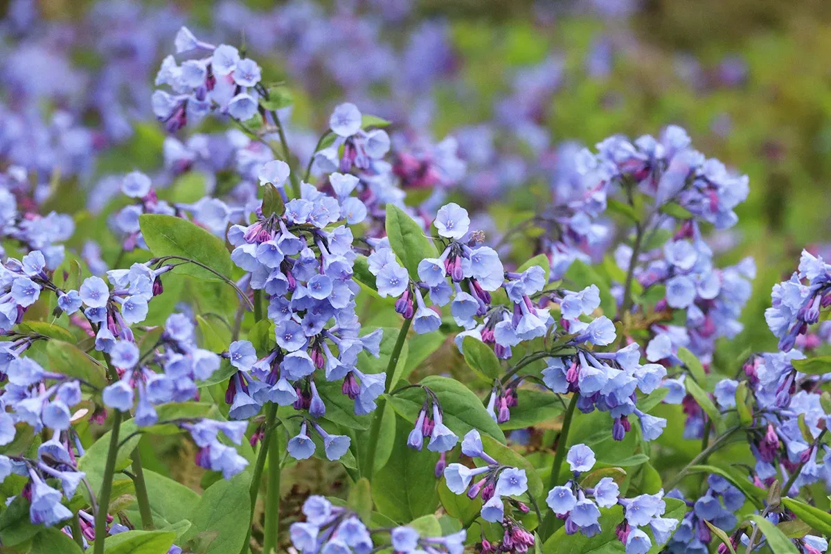 Virginia Bluebells