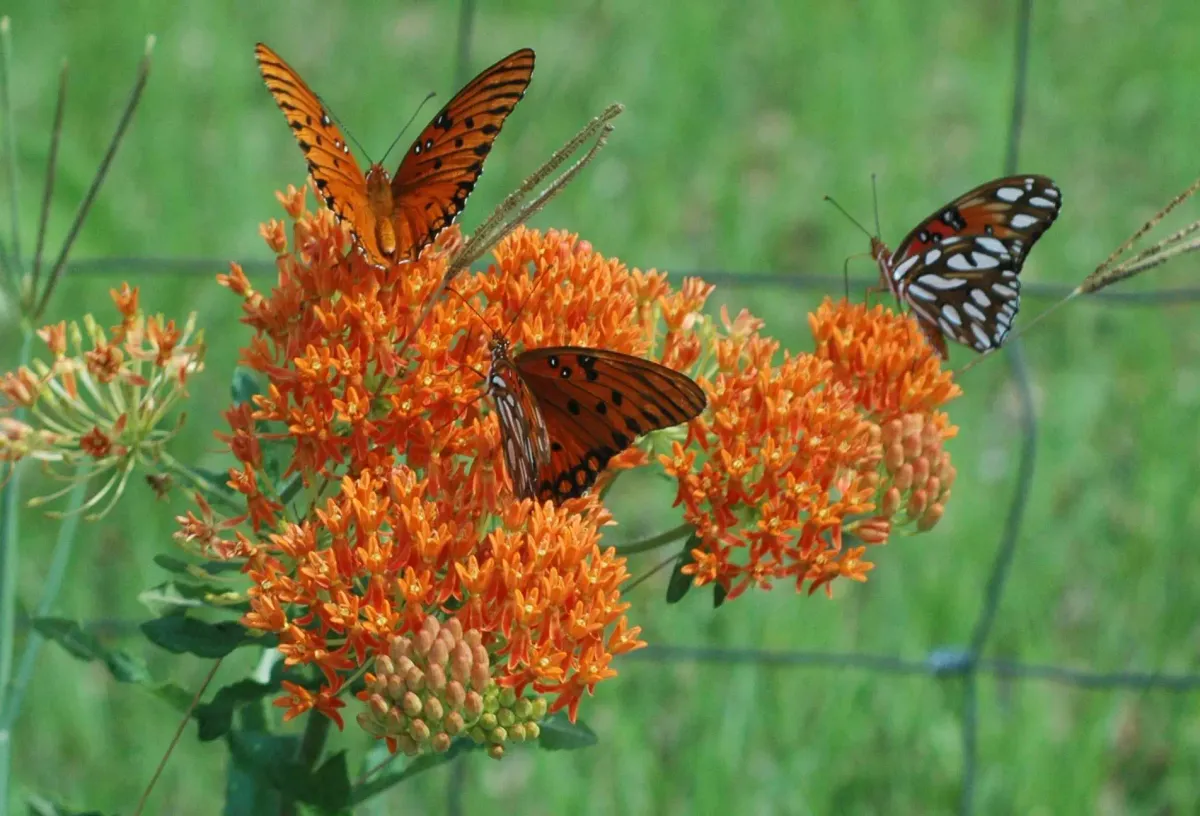 Butterfly Weed