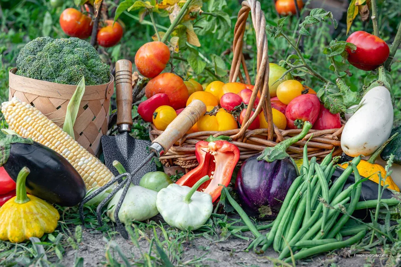Harvest Often to Encourage Yields