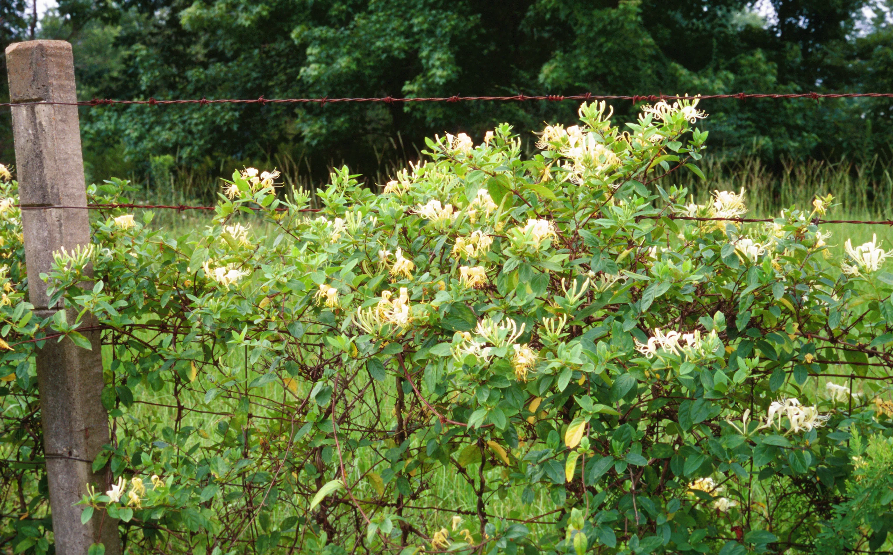 Japanese Honeysuckle