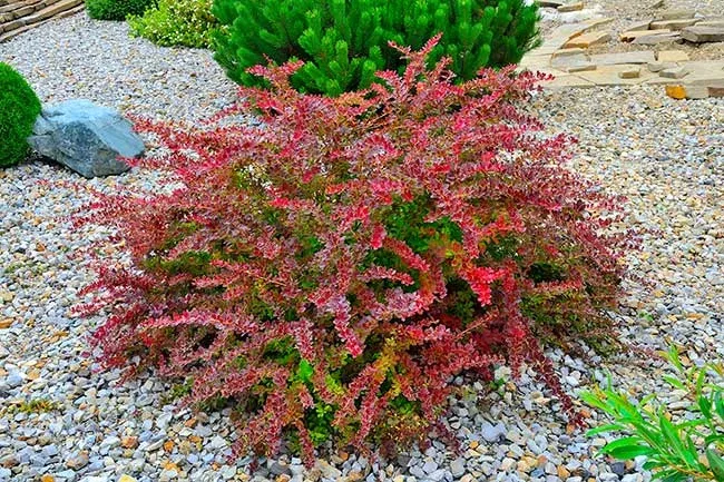 Japanese Barberry