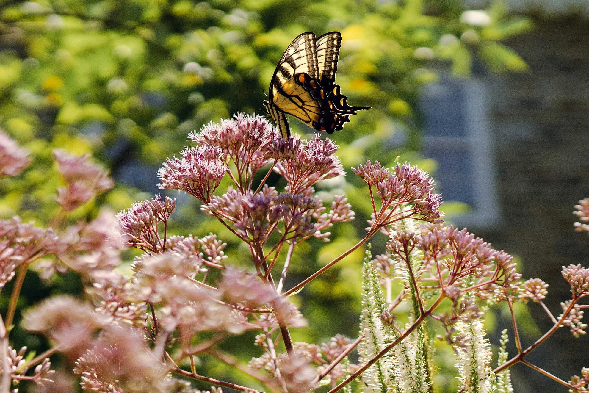 Joe-Pye Weed