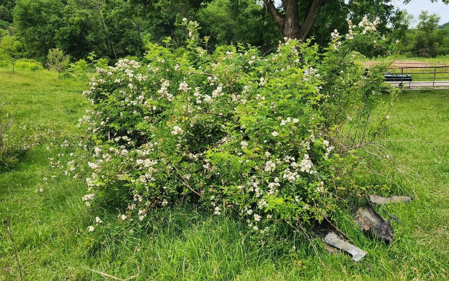 Multiflora Rose