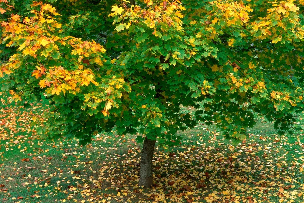 Norway Maple