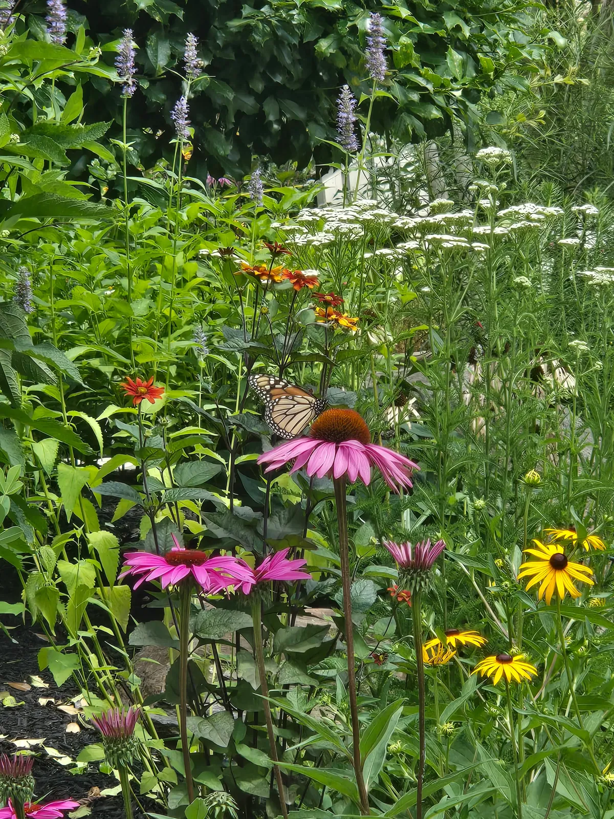 Pollinator Paradise