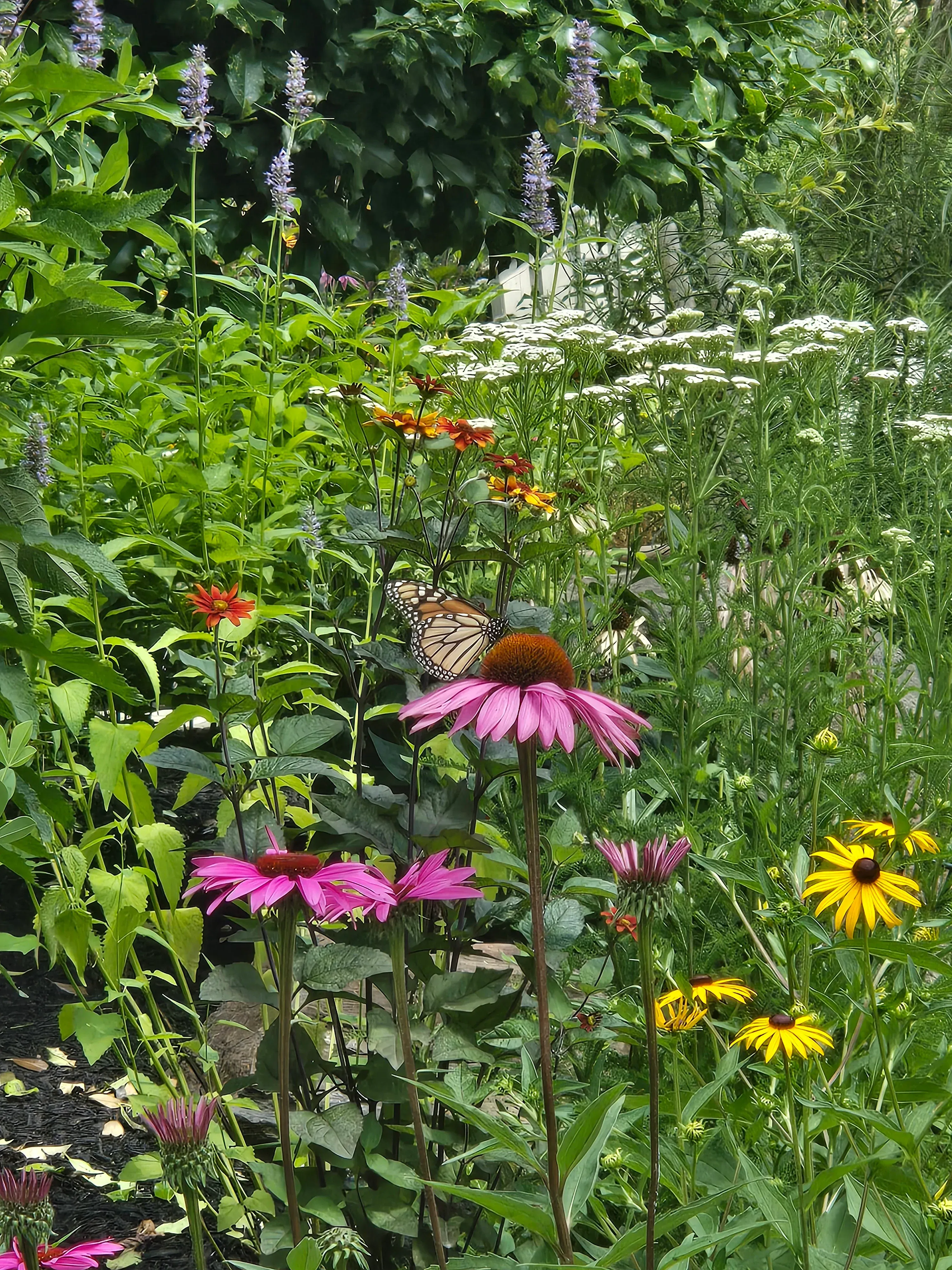 Pollinator Paradise