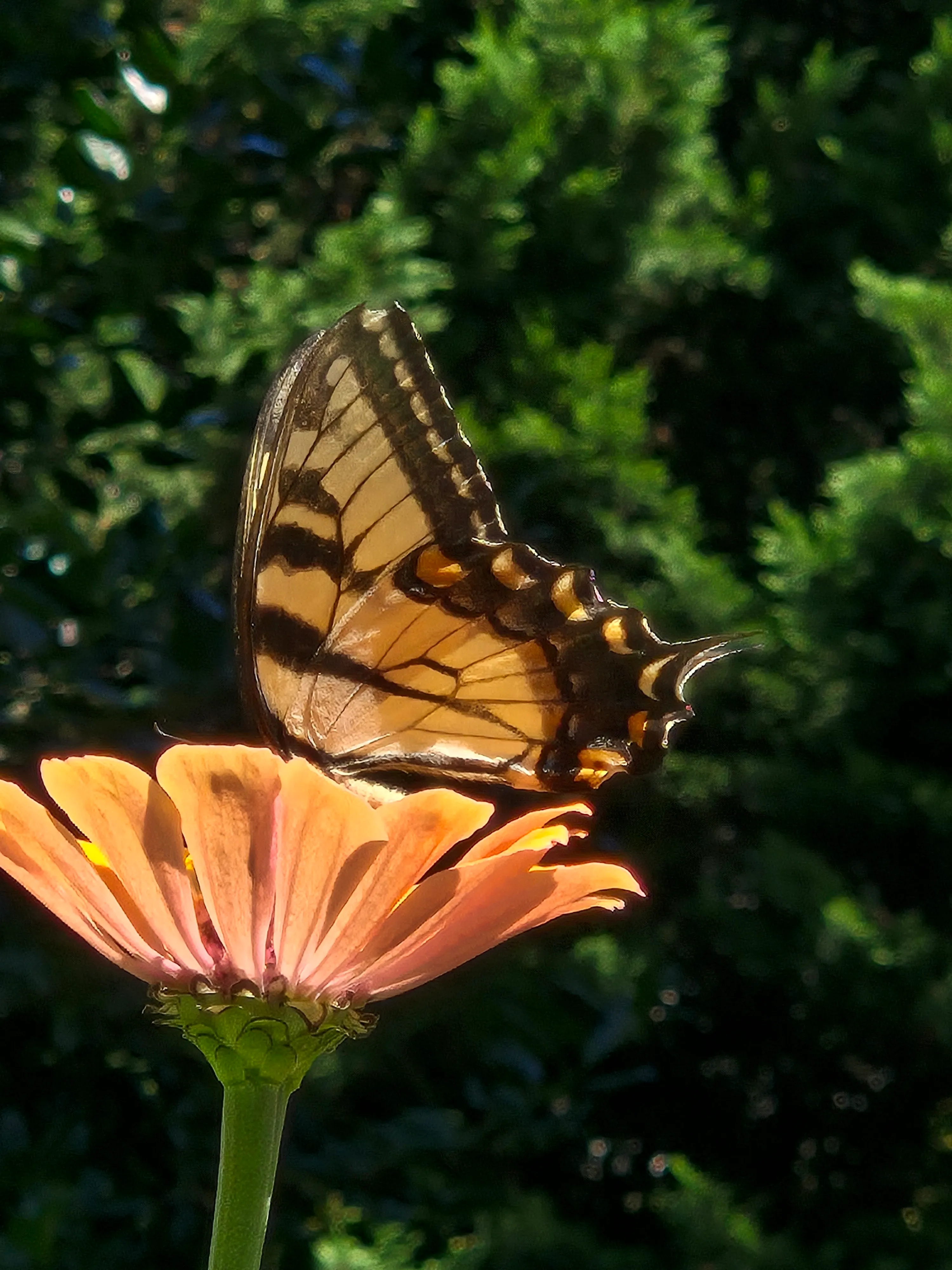 Plan for Pollinators