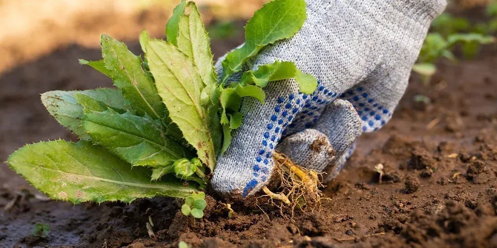 Stay Ahead of the Weeds
